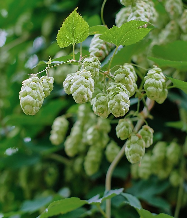 Photo de branche de houblon vert par encore récolté.