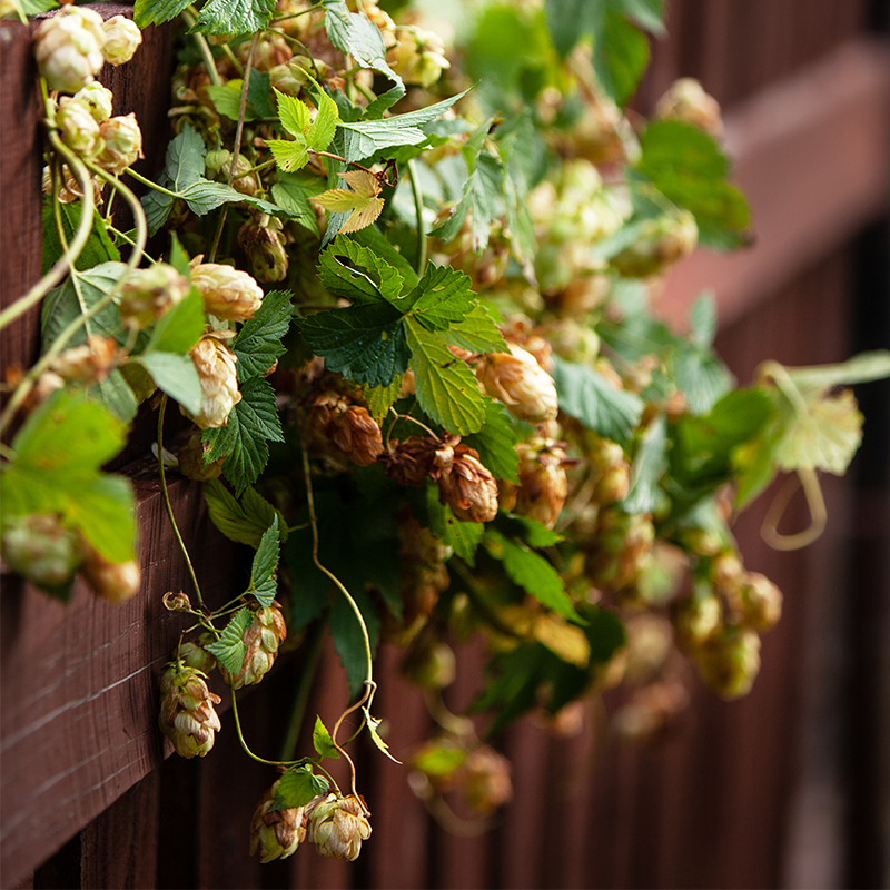 photo de branches de houblons qui grimpent le long d'une barrière en bois