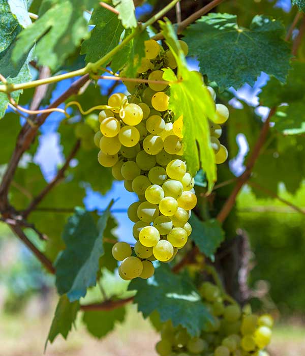 Grappes de raisins noirs dans un champ de vignes.